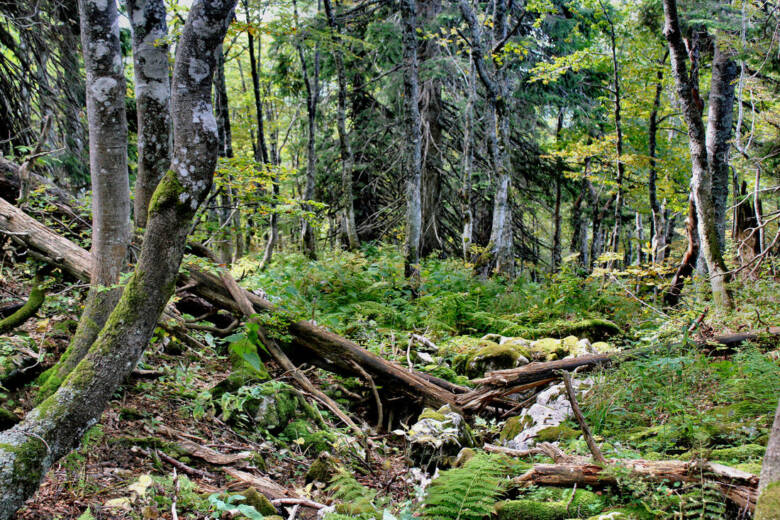 Zaštita sarajevske prašume Ravna Vala